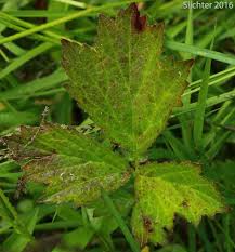 Attēlu rezultāti vaicājumam “Geum rivale leaf”