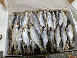 Image result for Rutilus caspicus