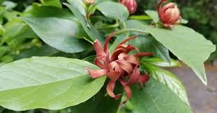 Attēlu rezultāti vaicājumam “Calycanthus floridus”
