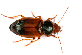 Attēlu rezultāti vaicājumam “Diachromus germanus”