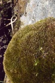 Attēlu rezultāti vaicājumam “Hymenostylium recurvirostrum”