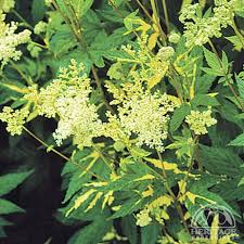 Attēlu rezultāti vaicājumam “Filipendula ulmaria  flower”
