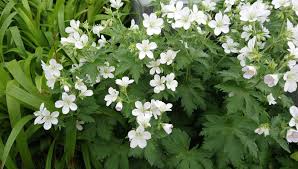 Attēlu rezultāti vaicājumam “Geranium sylvaticum”