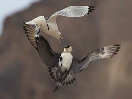 Attēlu rezultāti vaicājumam “Stercorarius parasiticus”