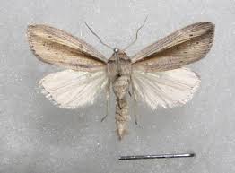 Attēlu rezultāti vaicājumam “Mythimna flammea”