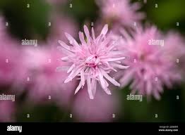 Attēlu rezultāti vaicājumam “Lychnis flos-cuculi flower”