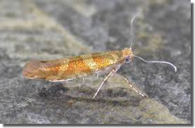 Attēlu rezultāti vaicājumam “Argyresthia goedartella”