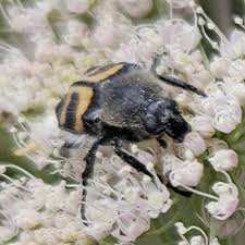 Attēlu rezultāti vaicājumam “Trichius fasciatus imago”