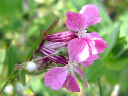 Attēlu rezultāti vaicājumam “Silene dioica flower”