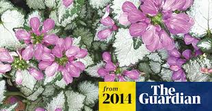 Attēlu rezultāti vaicājumam “Lamium”