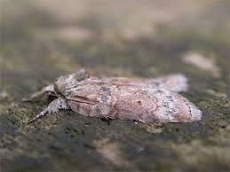 Attēlu rezultāti vaicājumam “Nycteola sp.”