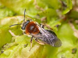 Attēlu rezultāti vaicājumam “Andrena haemorrhoa female”
