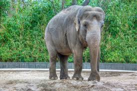 Image result for sad elephant