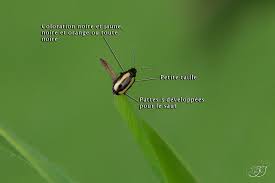 Attēlu rezultāti vaicājumam “Phyllotreta sp.”