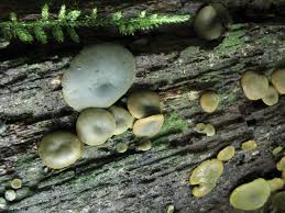 Attēlu rezultāti vaicājumam “Chlorencoelia versiformis”