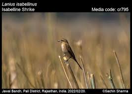 Image result for Lanius isabellinus