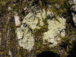 Attēlu rezultāti vaicājumam “Pertusaria flavida”