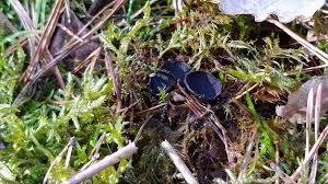 Attēlu rezultāti vaicājumam “Pseudoplectania nigrella”