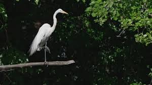 Attēlu rezultāti vaicājumam “Egretta alba adult”