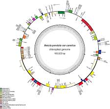 Attēlu rezultāti vaicājumam “Betula pendula var. carelica”