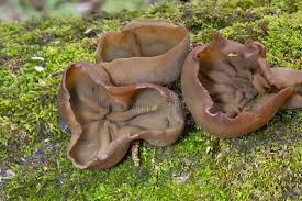 Attēlu rezultāti vaicājumam “Peziza badia”