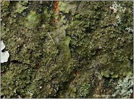 Attēlu rezultāti vaicājumam “Melanohalea olivacea”