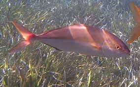 Image result for Seriola dumerili