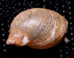 Attēlu rezultāti vaicājumam “Succinea”