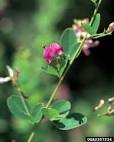 Bicolor <b>Lespedeza</b>