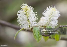 Attēlu rezultāti vaicājumam “Fothergilla major”
