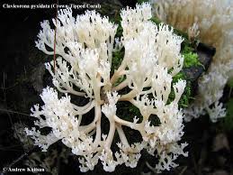 Attēlu rezultāti vaicājumam “Clavicorona pyxidata”