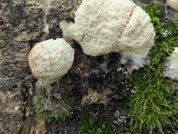 Attēlu rezultāti vaicājumam “Fuligo septica var. candida”