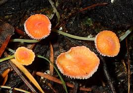 Attēlu rezultāti vaicājumam “Mycena acicula”