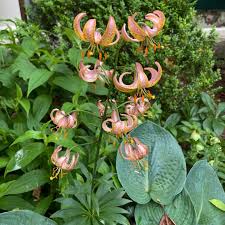 Image result for Lilium martagon `Chameleon`