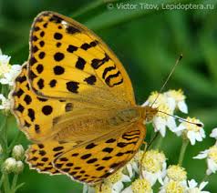 Attēlu rezultāti vaicājumam “Argynnis laodice”