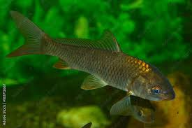 Image result for Cyprinus carpio