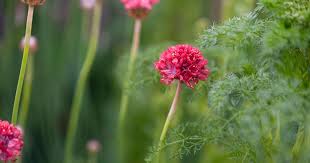 Attēlu rezultāti vaicājumam “Armeria vulgaris leaf”