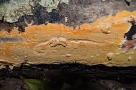 Attēlu rezultāti vaicājumam “Ceriporia”