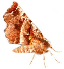 Attēlu rezultāti vaicājumam “Selenia dentaria”