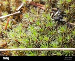 Attēlu rezultāti vaicājumam “Cirriphyllum piliferum sporophyte”