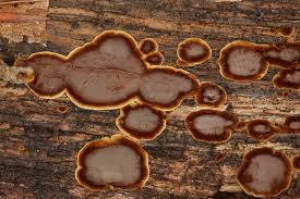 Attēlu rezultāti vaicājumam “Hymenochaete rubiginosa”