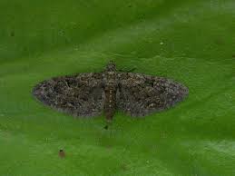 Attēlu rezultāti vaicājumam “Eupithecia pusillata”