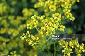 Image result for Ruta graveolens