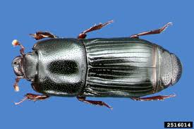 Attēlu rezultāti vaicājumam “Aphodius subterraneus”