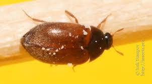 Attēlu rezultāti vaicājumam “Attagenus smirnovi”