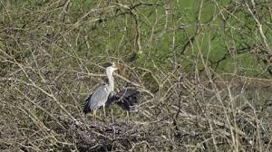 Attēlu rezultāti vaicājumam “Ardea cinerea adult”