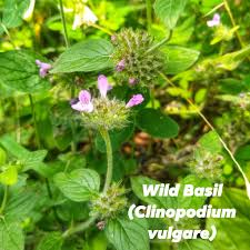 Attēlu rezultāti vaicājumam “Clinopodium vulgare leaf”