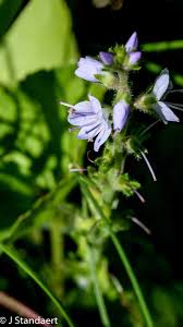 Attēlu rezultāti vaicājumam “Veronica officinalis”