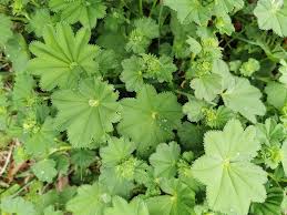 Attēlu rezultāti vaicājumam “Alchemilla subcrenata”