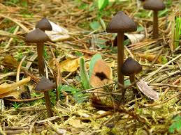 Attēlu rezultāti vaicājumam “Entoloma vernum”